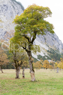 maple tree