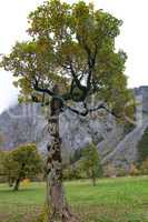 marble tree
