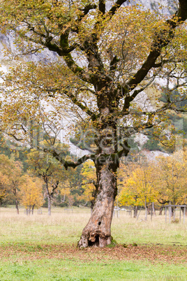 maple tree