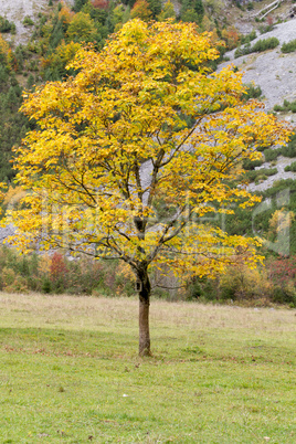 maple tree