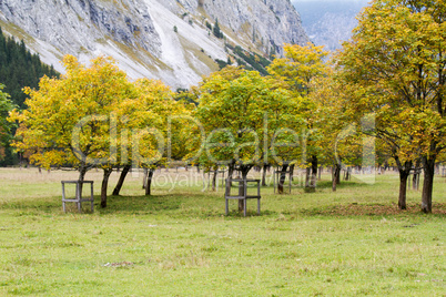 maple tree