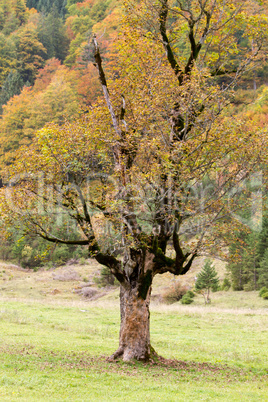 marble tree