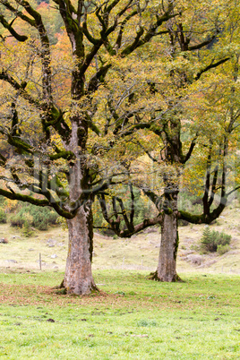 maple tree