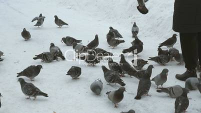 Woman is feeding a flock of pigeons in winter