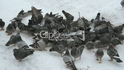 Feeding flocks of pigeons in the Park in winter
