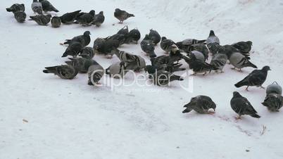 Feeding flocks of pigeons in the Park in winter