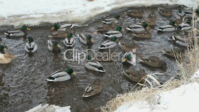Ducks and drakes swim in a creek a cold winter