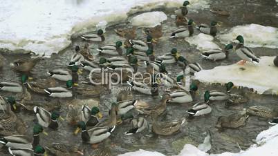 Ducks and drakes swim in a creek a cold winter