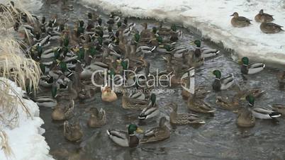 Feeding ducks and drakes in creek in winter