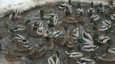 Feeding ducks and drakes in creek in winter