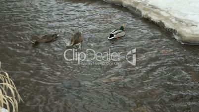 Ducks and drakes swim in the creek a cold winter