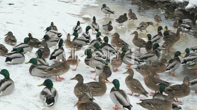 Ducks and drakes swim in the creek a cold winter