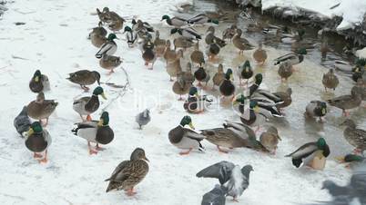 Feeding ducks and drakes in red creek in winter