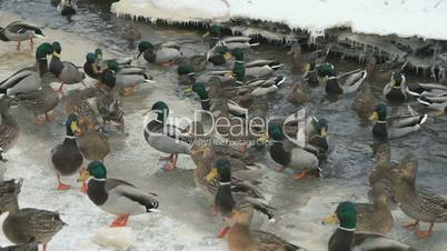 Feeding ducks and drakes in red creek in winter