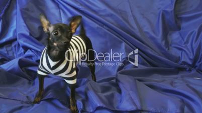 Dog toy-terrier barks and poses on the camera