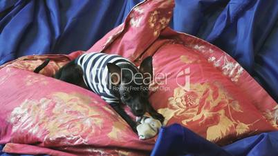 Dog toy-terrier barks and plays with a toy on sofa
