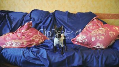 Dog Toy-terrier catches a toy on a blue sofa