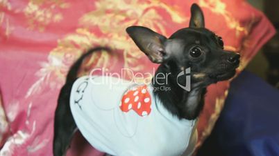 Dog toy-terrier barks and poses on the camera