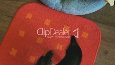 Dog's toy-terrier chasing its tail on a mat