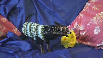 Dog toy-terrier barks and plays with a yellow toy