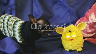 Dog toy-terrier barks and plays with a yellow toy