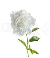White Peony Flower