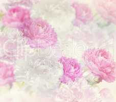 Peony Flowers Background