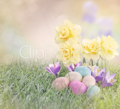 Easter Eggs on Meadow with daffodil flower