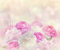 Peony Flowers Background