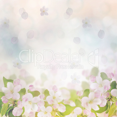 Spring Blossom Background