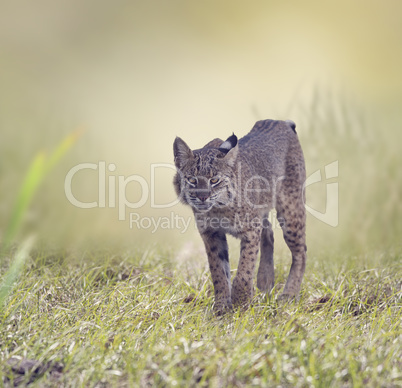 Wild Bobcat Walking