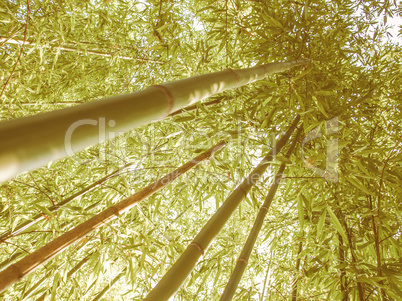 Retro looking Bamboo plants