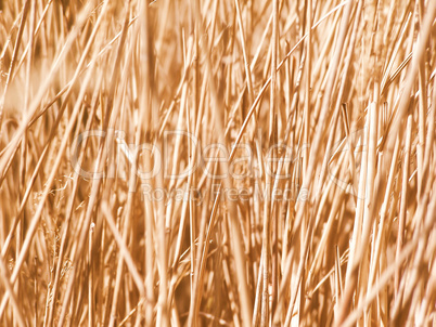 Retro looking Grass meadow weed