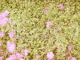 Retro looking Grass meadow with flowers