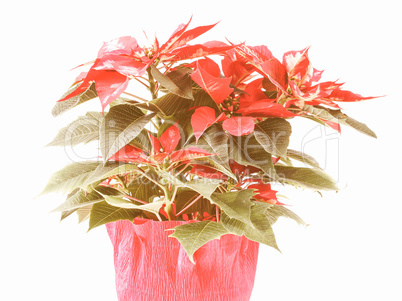 Retro looking Poinsettia