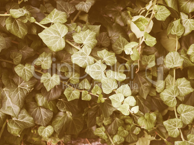 Retro looking Ivy picture