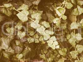 Retro looking Ivy picture