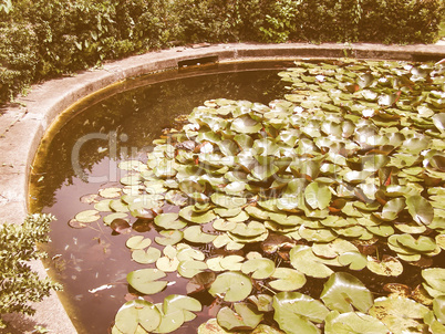 Retro looking Water lily Nimphaea