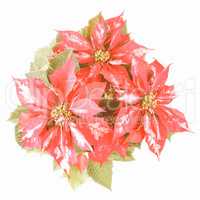Retro looking Poinsettia Christmas Star
