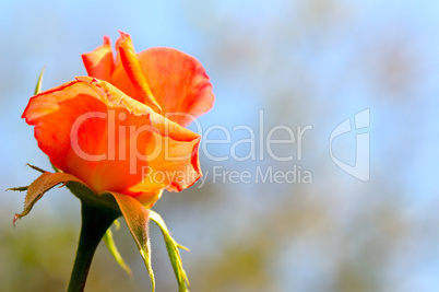 rosebud on blue sky background