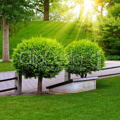 beautiful evergreen thuja in summer park