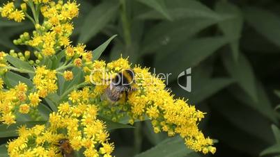 Bumblebee on flower