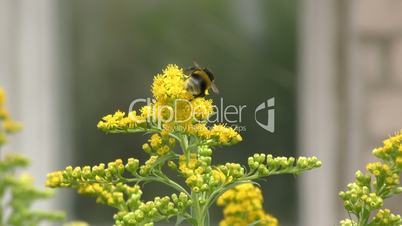 Bumblebee on flower