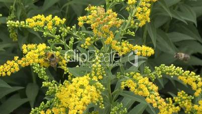 Bumblebee on flower