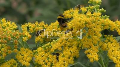 Insects collects nectar