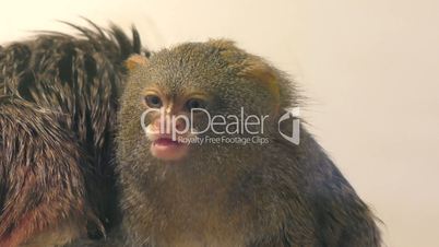 Pygmy Marmoset monkey