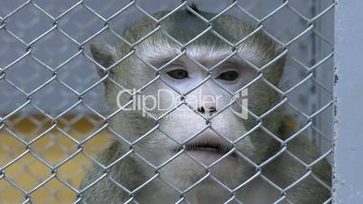 Brown Capuchin monkey