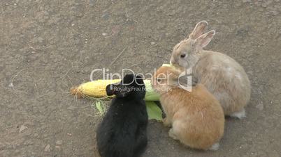 Rabbit eats corn