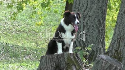Dog breed Border Collie