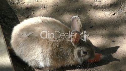 Little rabbit eats carrots